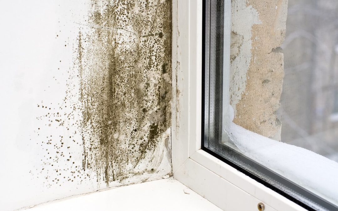 5 Ways to Prevent Mold Growth in the Home